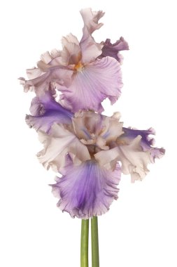 Iris çiçek izole