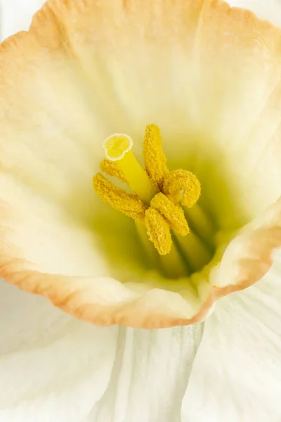 Fondo de flor de narciso —  Fotos de Stock