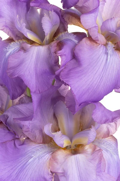 Iris bloem achtergrond — Stockfoto