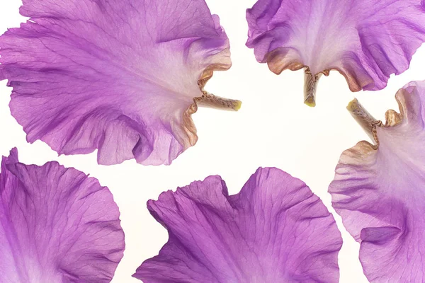 Iris kronblad på vit — Stockfoto