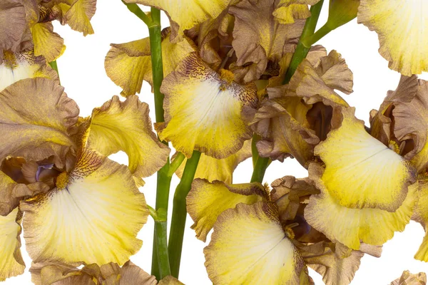 Iris fleurs milieux — Photo