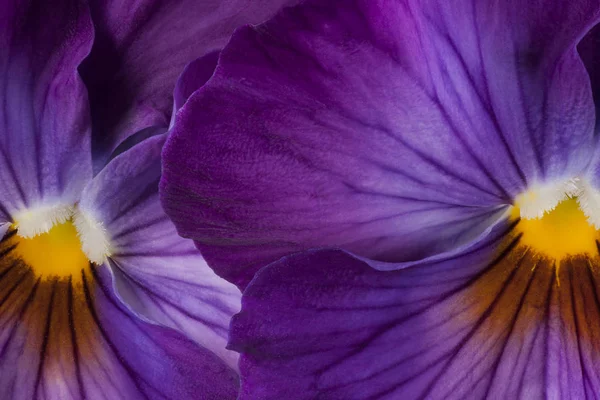 Stiefmütterchen Blume Hintergründe — Stockfoto