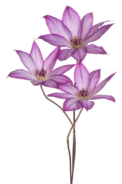 Clematis bloem geïsoleerd — Stockfoto