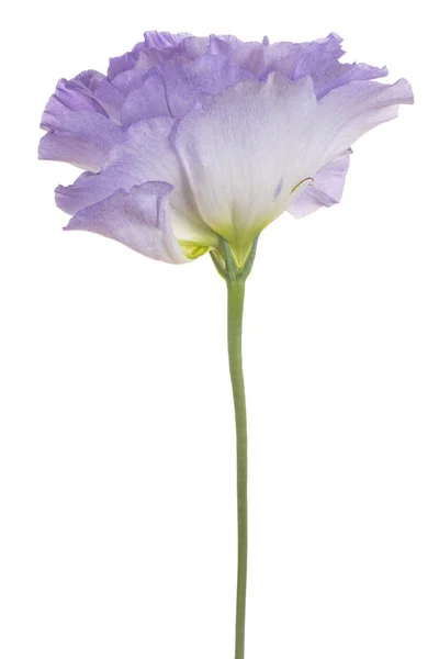 Fiore di eustoma isolato — Foto Stock