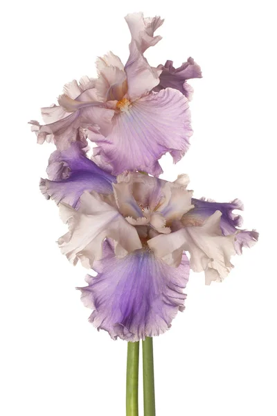 Iris blommor isolerade — Stockfoto