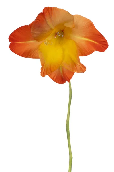 Gladiolus flower isolated — Stock Photo, Image