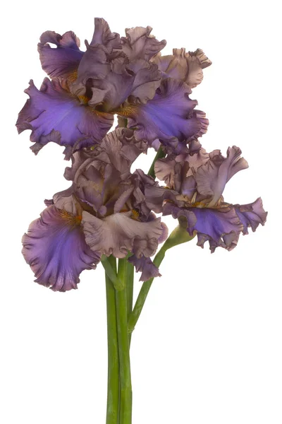 Iris fiore isolato — Foto Stock
