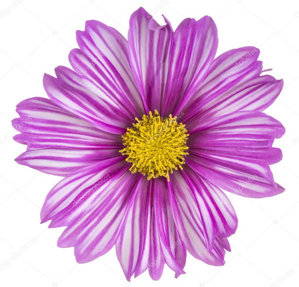 cosmos flower isolated