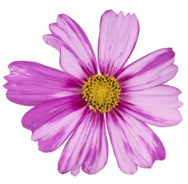 İzole cosmos çiçek