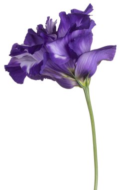 izole eustoma çiçek