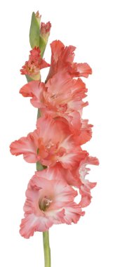 Glayöl çiçek izole