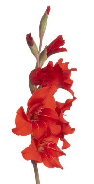 Glayöl çiçek izole