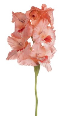 Glayöl çiçek izole