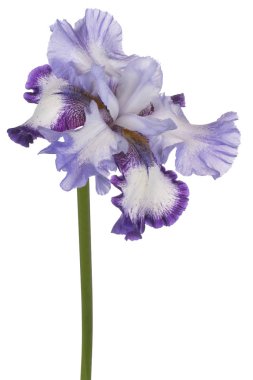 izole iris çiçeği