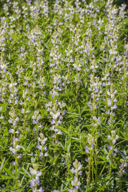 Lupinus çiçekli bitkiler