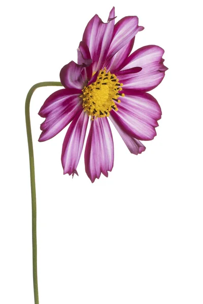 Flor cosmos isolado — Fotografia de Stock