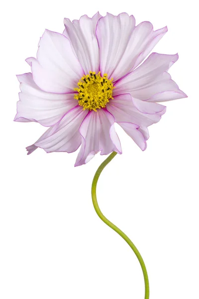 Flor cosmos isolado — Fotografia de Stock