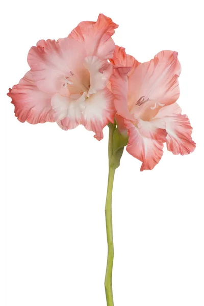 Gladiolenblüte isoliert — Stockfoto