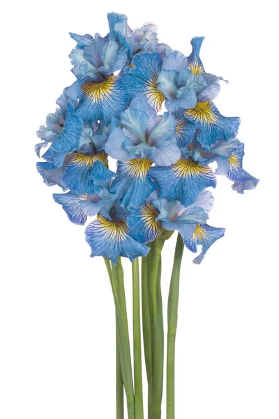 Flores da íris isoladas — Fotografia de Stock