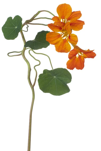 Nasturtium kukka eristetty — kuvapankkivalokuva