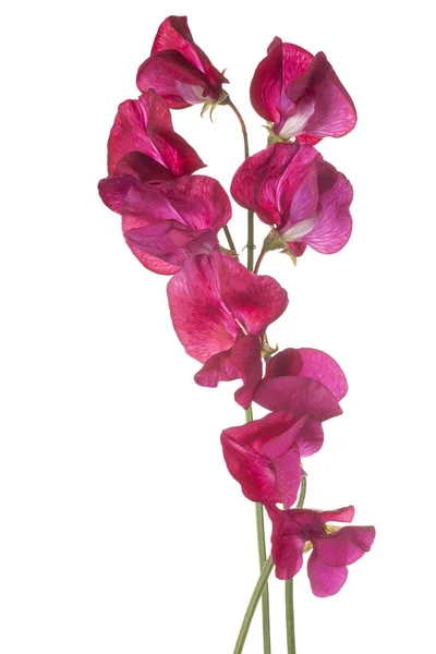 Sweet pea bloem geïsoleerd — Stockfoto