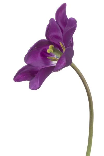 Flor de tulipa isolada — Fotografia de Stock