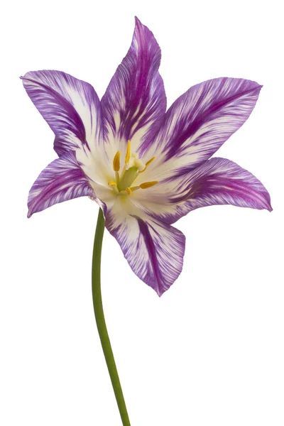 Tulipano fiore isolato — Foto Stock
