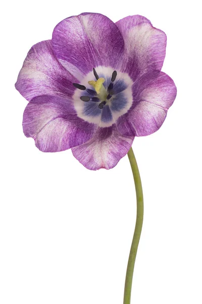 分離されたチューリップの花 — ストック写真