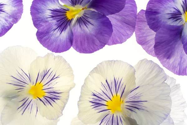 Tło viola kwiaty — Zdjęcie stockowe