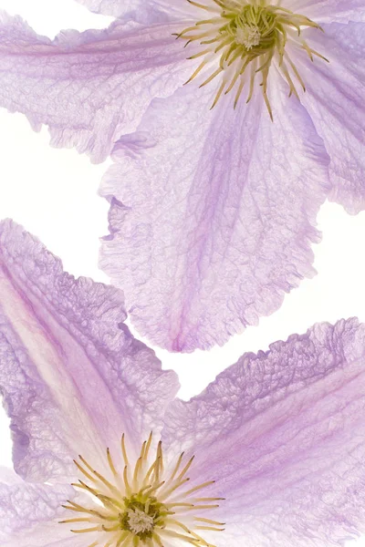 Clematis Blumen Hintergrund — Stockfoto