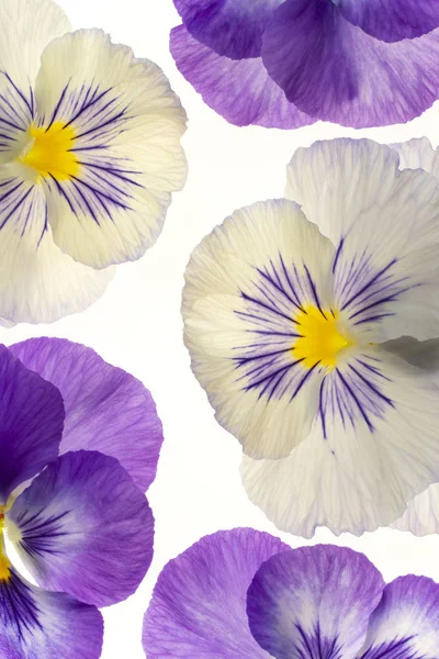 Viola blommor bakgrund — Stockfoto