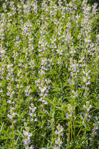 Lupinus flowering plants — Stock Photo, Image