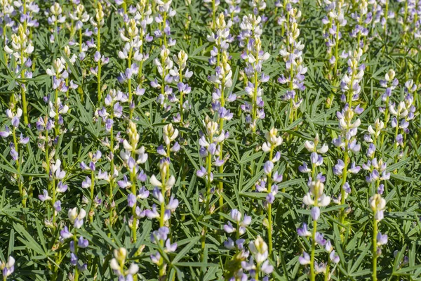 Lupinus kukkivat kasvit — kuvapankkivalokuva