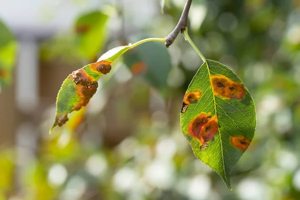 Ginnosporangium sabinae — Foto Stock