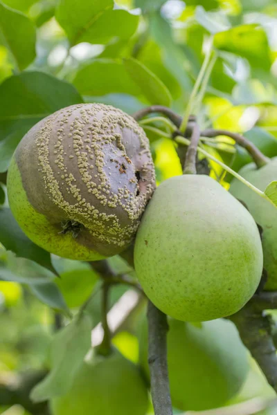 Pera marrón putrefacción —  Fotos de Stock