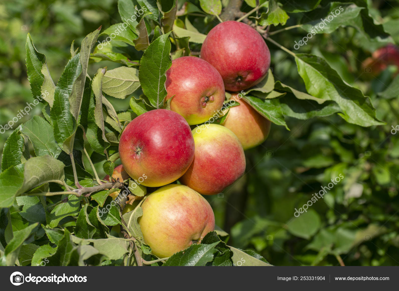 Apple yields Stock Photo by ©_Vilor 253331904
