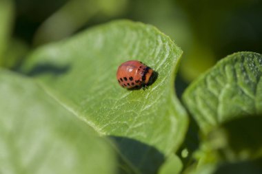 Colorado Patates böceği