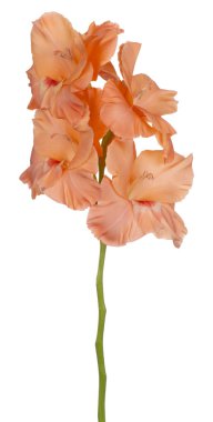 Glayöl çiçek izole