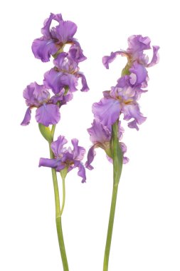 Iris çiçek izole