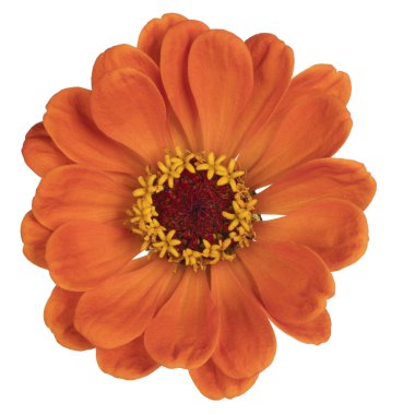 izole zinnia çiçeği