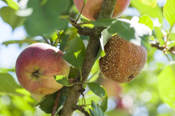 Manzana marrón enfermedad de la podredumbre — Foto de Stock