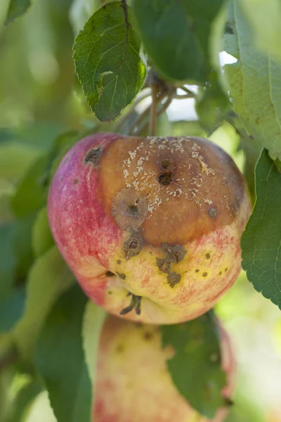 Chorobie brunatnej zgnilizny Apple — Zdjęcie stockowe