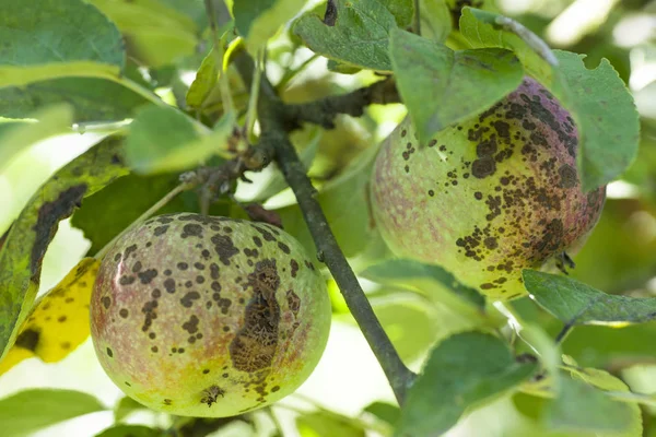 Apple parcha choroby — Zdjęcie stockowe