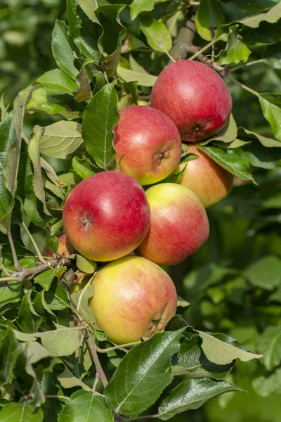 Rendimiento de las manzanas — Foto de Stock