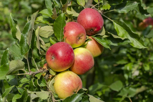 Rendimiento de las manzanas —  Fotos de Stock