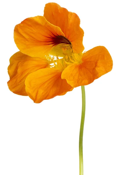 Fleur de nasturtium isolée — Photo