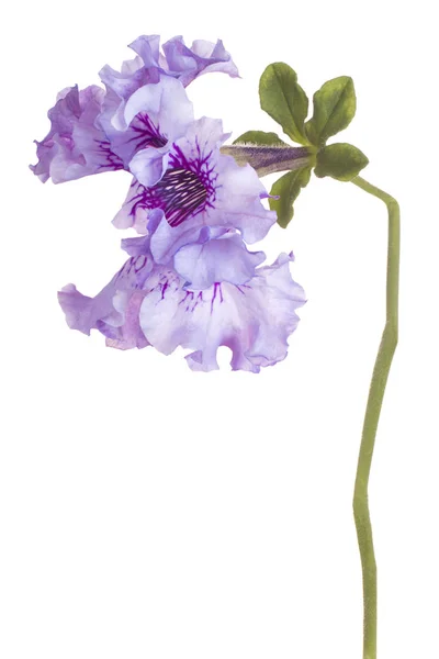 Petunia virág elszigetelt — Stock Fotó