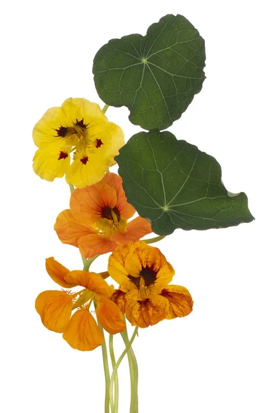 Nasturtium flower isolated — Stock Photo, Image