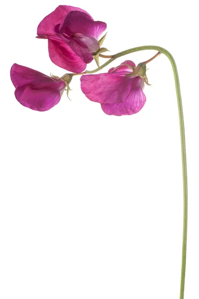Tatlı bezelyem çiçek izole — Stok fotoğraf