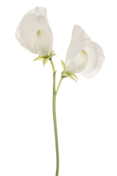 Sweetpea цветок изолирован — стоковое фото